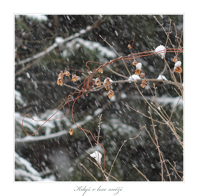 IMG_1092